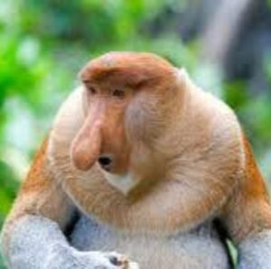 Meet your Posher, Brady